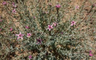 Reaumuria alternifolia, Flora Garedschi Gareji