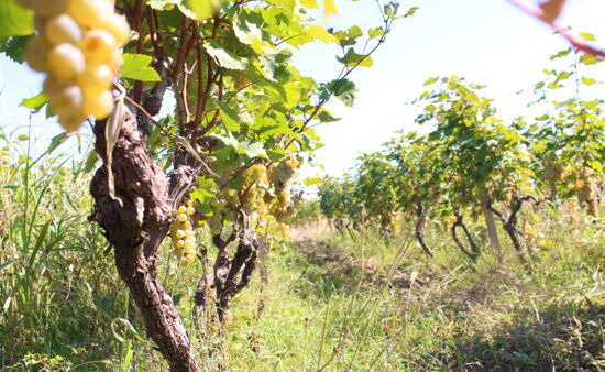 Rundreisen Georgien - Weinreben in Kachetien - Georgien Weinanbau und Rundreisen