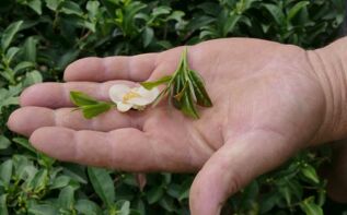 Teeblüte Georgien