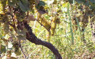 Weinreise Georgien, Weinstock