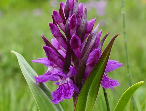 Dactylorhiza euxina Georgien