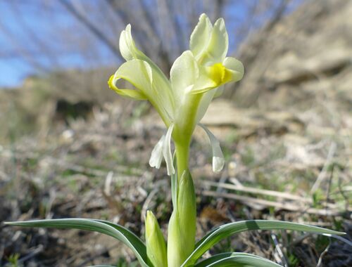 Iris caucasica Georgien