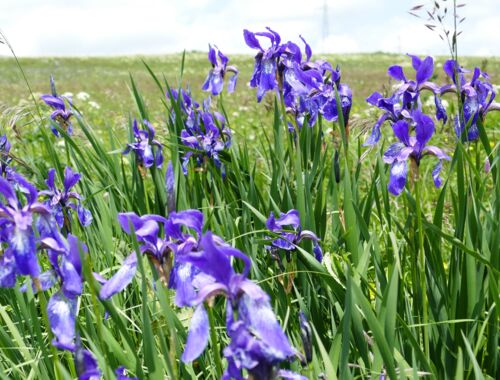 Iris sibirica Georgien