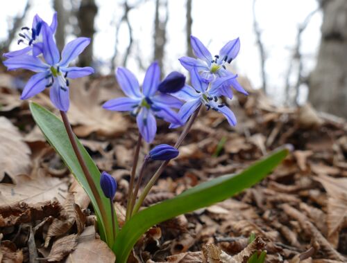 Scilla sibirica Georgien
