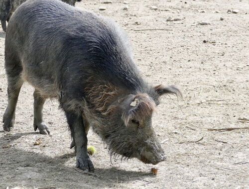 Kaukasisches Schwein in Kachetien