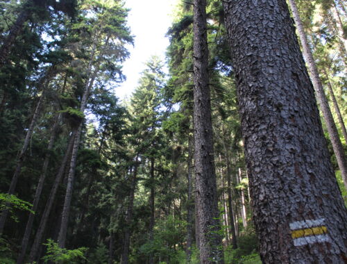 Bordschomi Charagauli Nationalpark