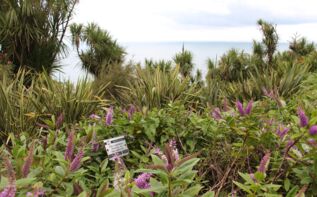 Batumi Botanischer Garten, Adscharien