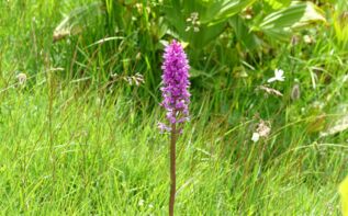Flora Orchideen in Georgien