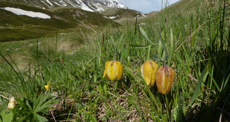 Fritillara collina, Endemit Kaukasusregion