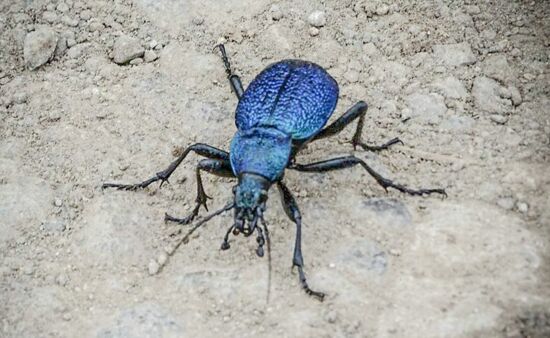 kaukasus-karabus-blauer-kaefer-nb5.jpg