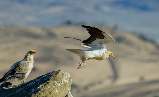 Georgien Reise Ornithologische Reise Georgien 12 Tage | "Big Five" des Kaukasus ornithologische-reise-georgien-JMF11094-jm-s-best.jpg