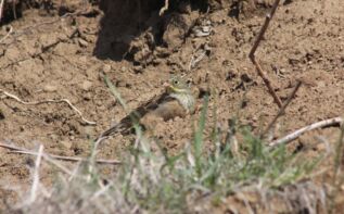 Georgien Vogelbeobachtung Ortolan
