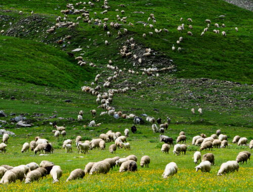 Trusso Tal