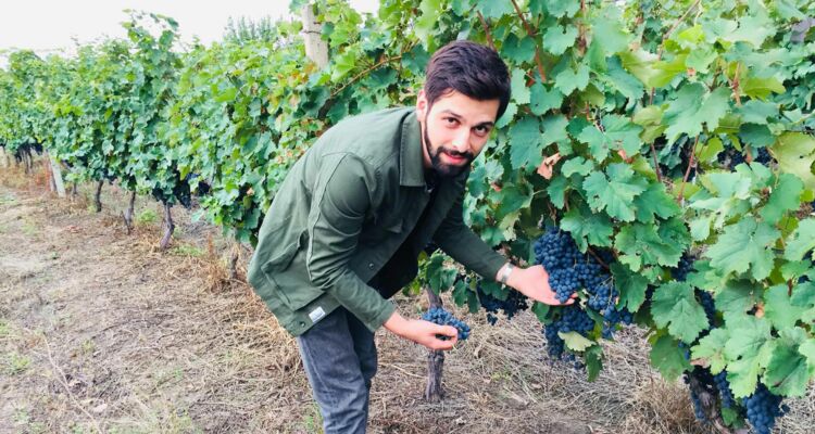Beka Jimsheladze, Weingut Vellino