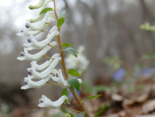 Corydalis angustifolia