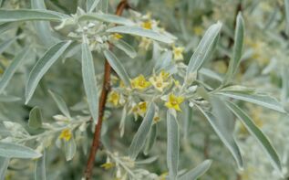 Eleagnus angustifolia Georgien