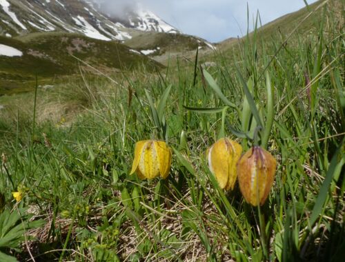Fritillaria collina Georgien