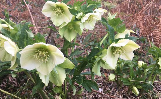 Natur Spezial Georgien - Helleborus caucasicus Georgien