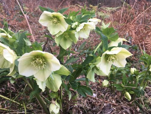 Helleborus caucasicus Georgien