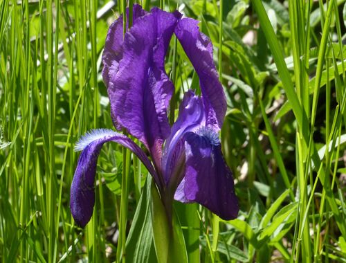 Iris aphylla Georgien
