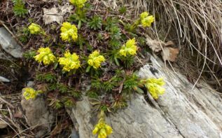Saxifraga pseudolaevis