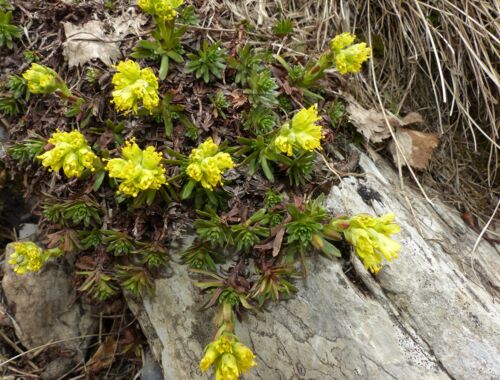 Saxifraga pseudolaevis