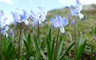 Scilla rosenii Georgien