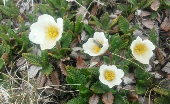 Dryas, Kaukasischer Silberwurz, Sno Tal