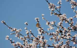 Frühlingsreise Georgien