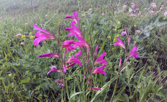 Dschawachetische Gladiolen, Gladiolus Dzavakhetikus