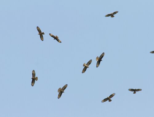Greifvogelschwarm in Batumi