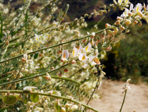 Onobrychis radiata Flora Garedschi Georgien