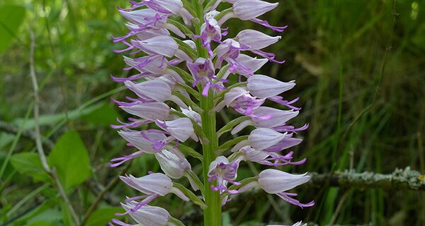 Orchis stevenii, Endemit Kaukasus