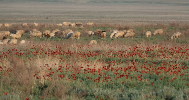 Schafe und Mohn in der Schiraki Ebene
