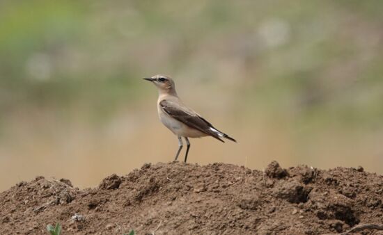 Naturkunde Georgien - Steinschmätzer Ornithologische Reise Georgien