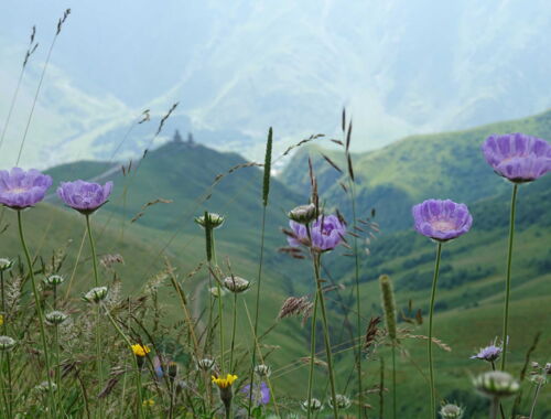 Endemische Flora vor Gergeti-Kloster