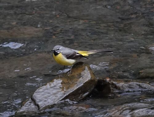 Vögel in Georgien