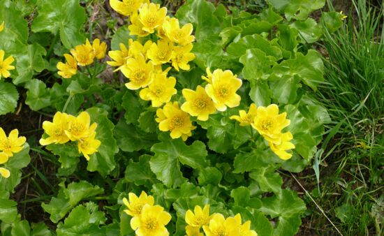 Natur Spezial Georgien - Caltha polypetala, Sumpfdotterblume Georgien