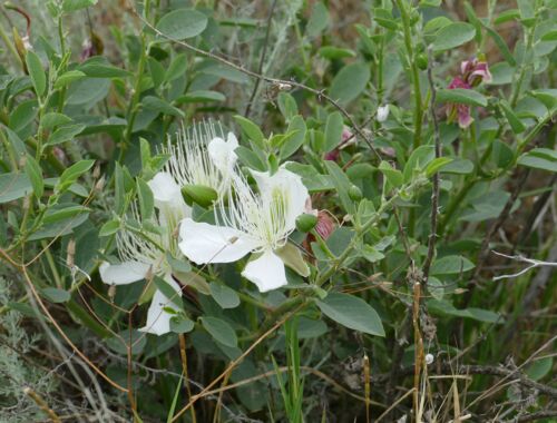 Capparis spinosa Georgien