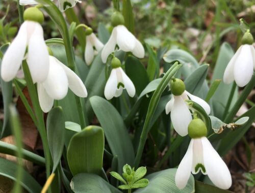 Galanthus alpinus Georgien