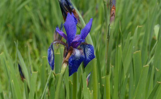 Natur Spezial Georgien - Iris sibirica Georgien