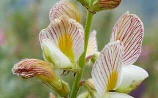 Onobrychis radiata Georgien