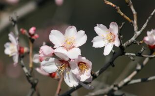 Frühlingsreise Georgien