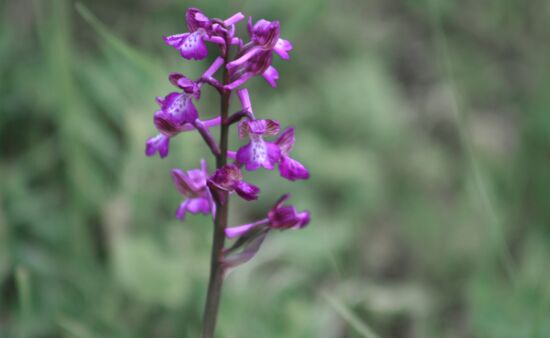 Lila Knabenkraut, lat. Orchis morio L.