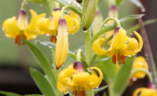 Georgische Lilie monadelphum