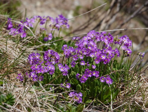 Flora in Georgien