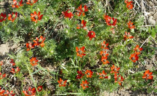 Natur Spezial Georgien - Adonis aestivalis, Sommer-Adonisröschen Georgien