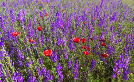 Natur Spezial Georgien - Delphinium bithynicum