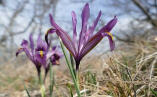 Iris reticulata Georgien