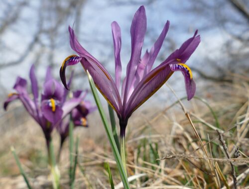 Iris reticulata Georgien